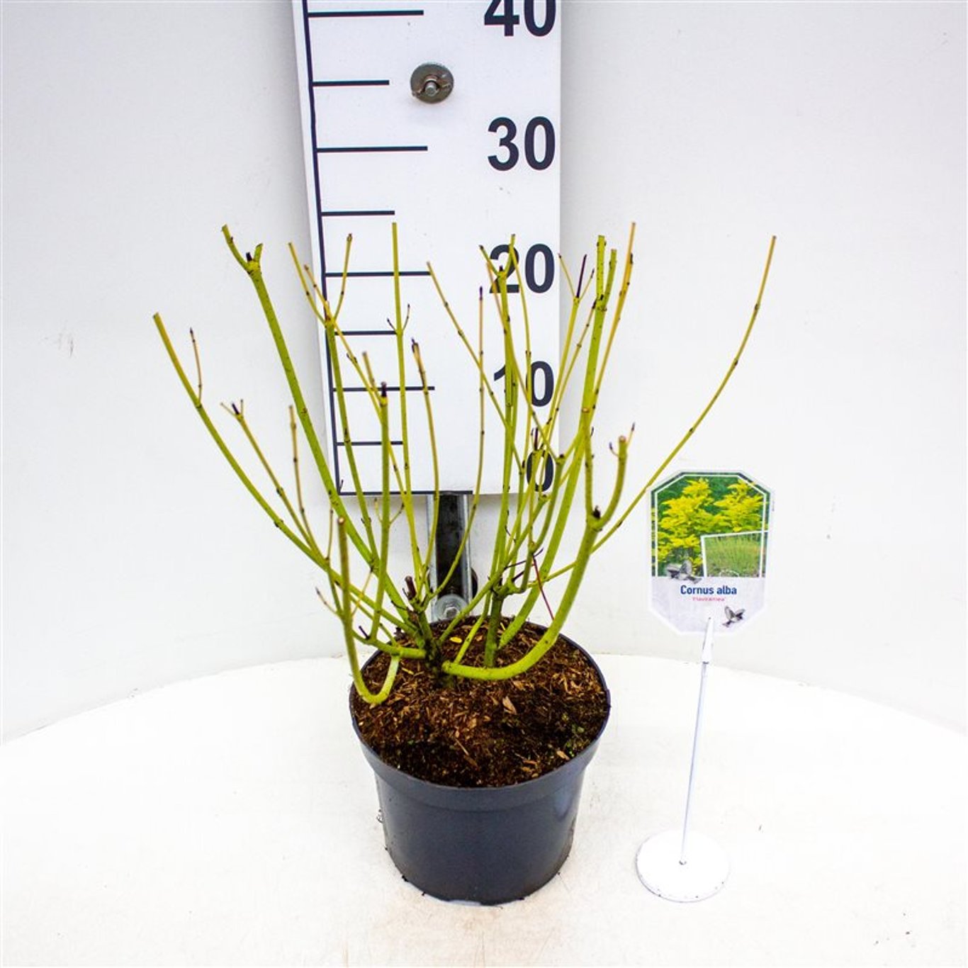 Cornus sericea 'Flaviramea' - C3 40-60 CM